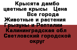 Крысята дамбо цветные крысы › Цена ­ 250 - Все города Животные и растения » Грызуны и Рептилии   . Калининградская обл.,Светловский городской округ 